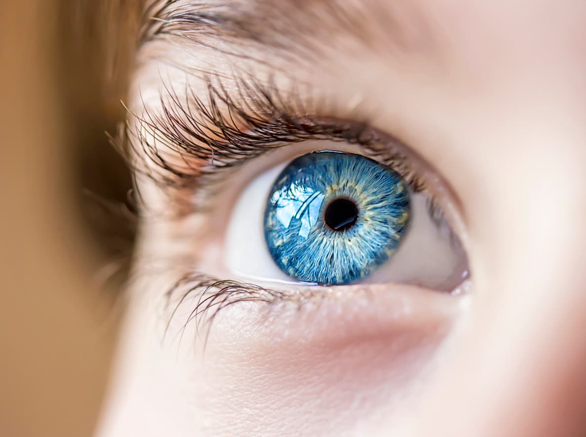 An immunological link between the eye and the brain