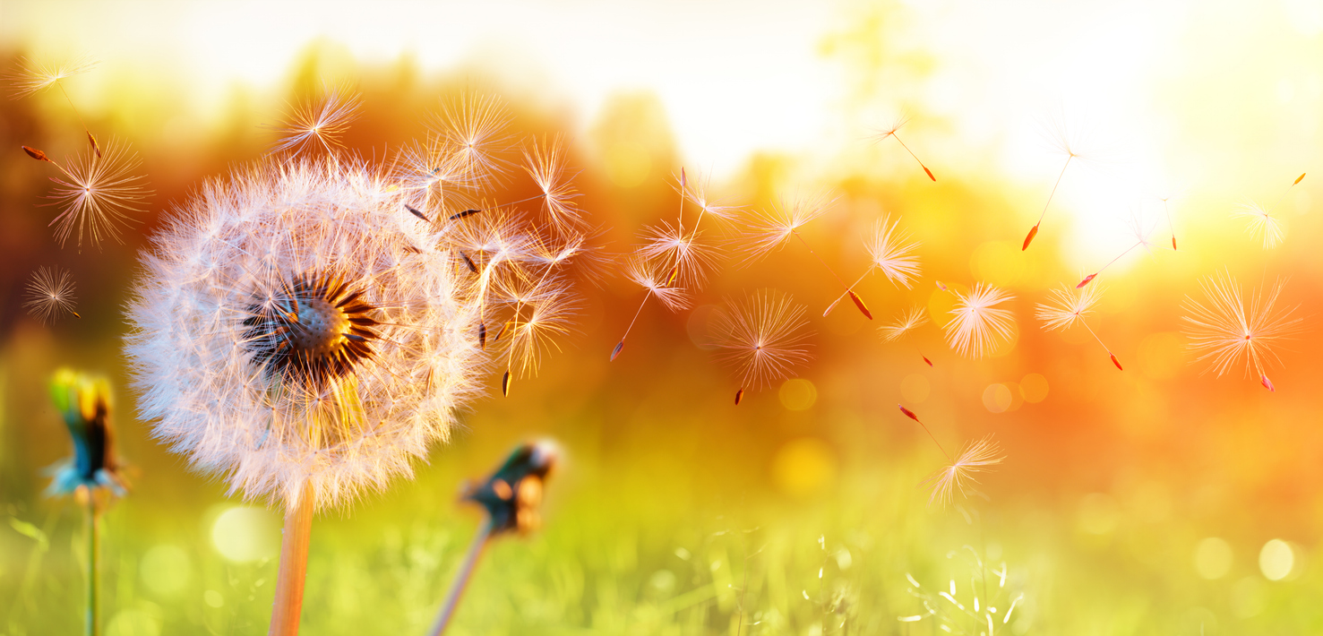 Allergies : et si l’intestin tenait la clé ? Allergies : et si l’intestin tenait la clé ?