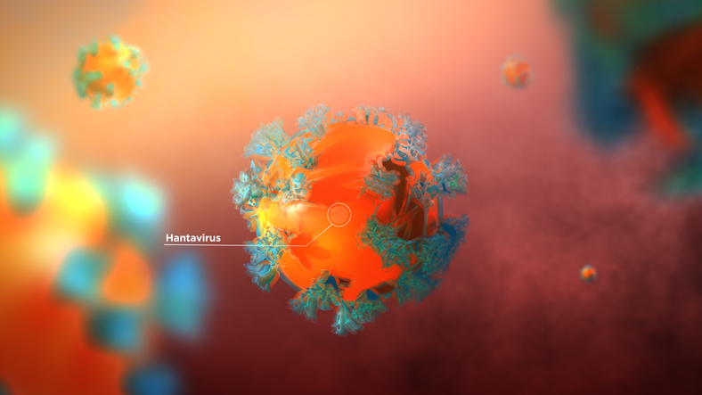How can hantaviruses be stopped? How can hantaviruses be stopped?