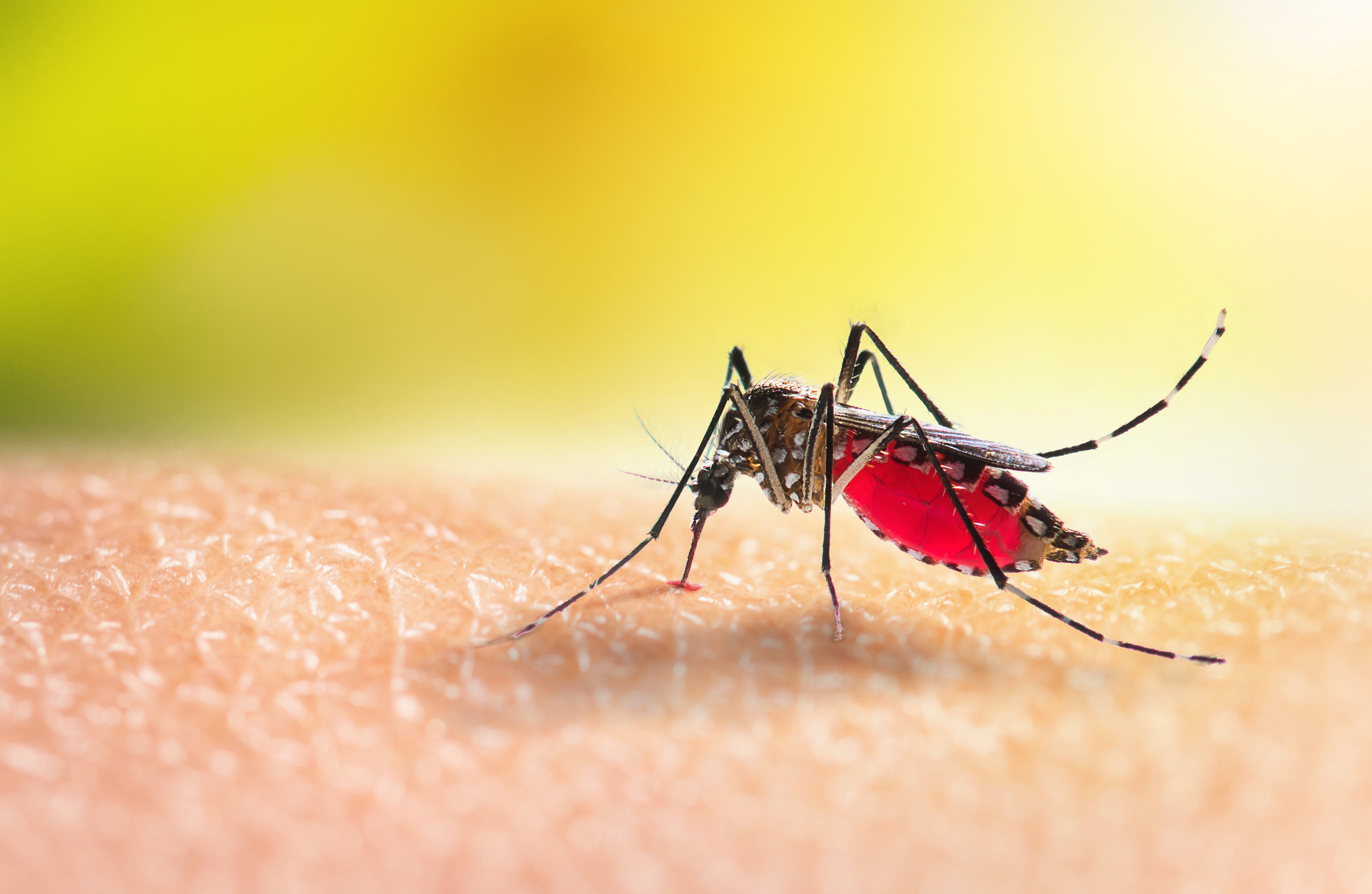 Performance and usefulness of more sensitive malaria rapid diagnostic tests