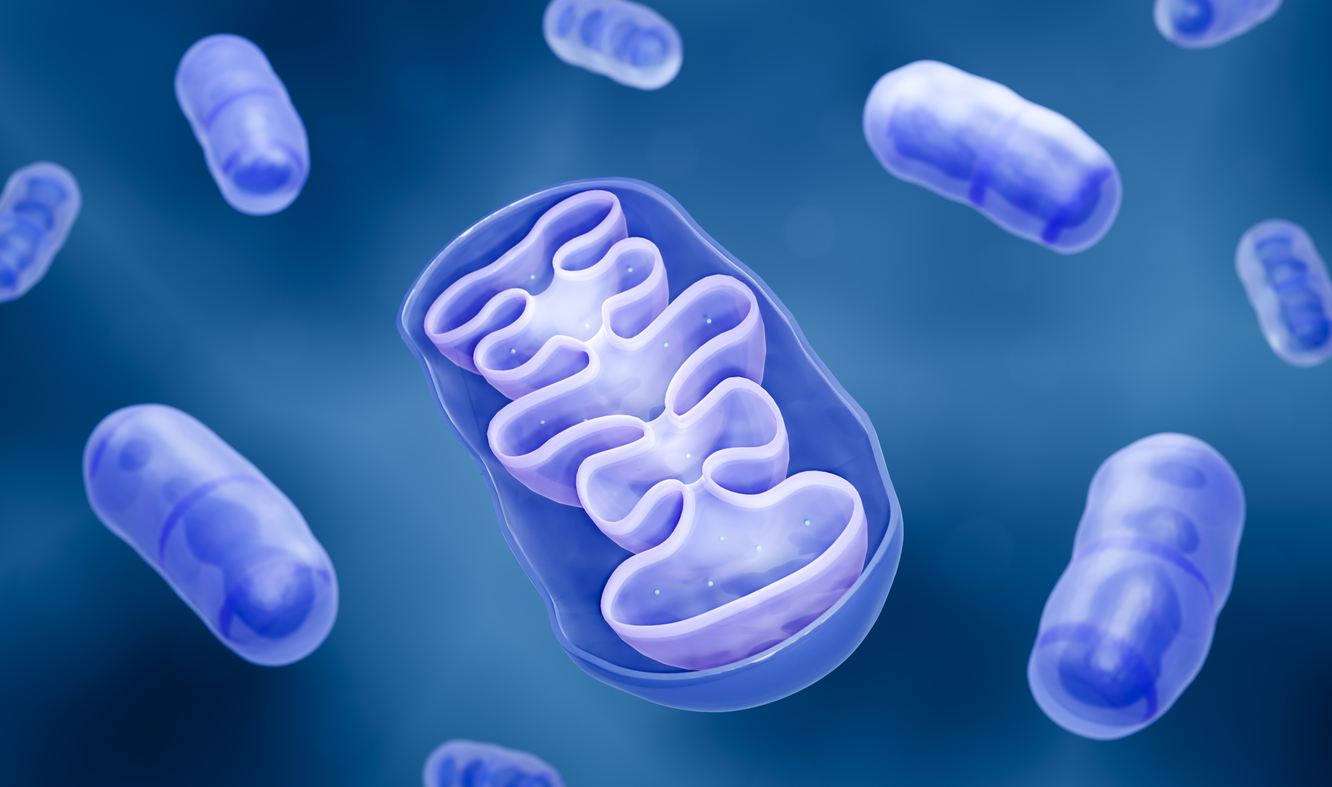 TNBC: could everything be happening in the mitochondria? TNBC: could everything be happening in the mitochondria?